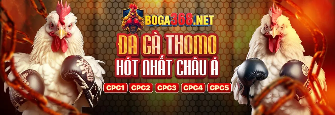 Hình ảnh gà chiến Thomo sẵn sàng thi đấu